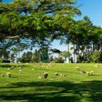 Coroas de Flores Cemitério Parque Jardim das Primaveras II – Guarulhos – SP