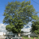 Coroa de Flores Cemitério Municipal Murici – AL