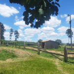 Coroa de Flores Cemitério Municipal de Entre Rios de Minas – Entre Rios de Minas/MG